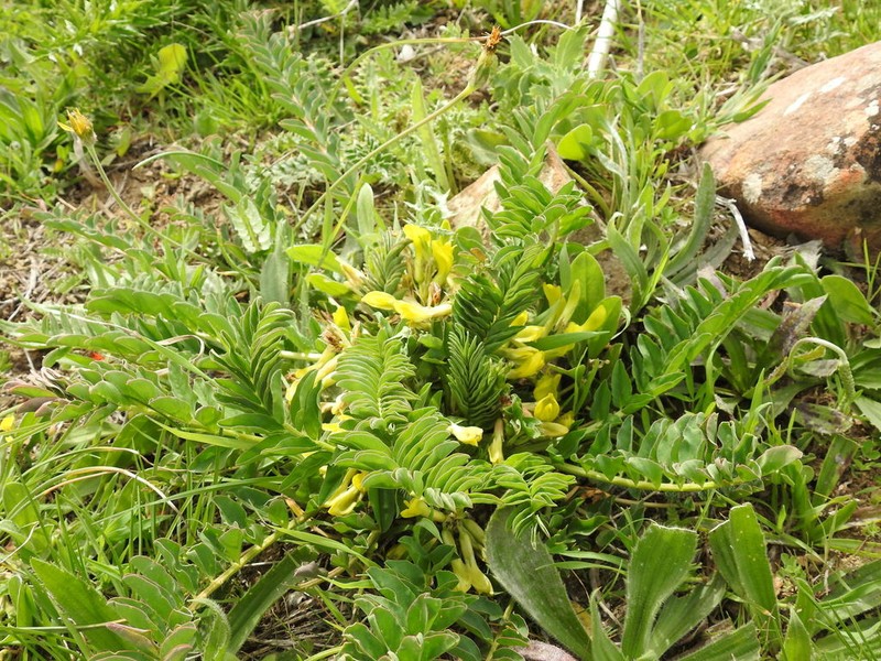 Astragalus boreoafricanus photo 3