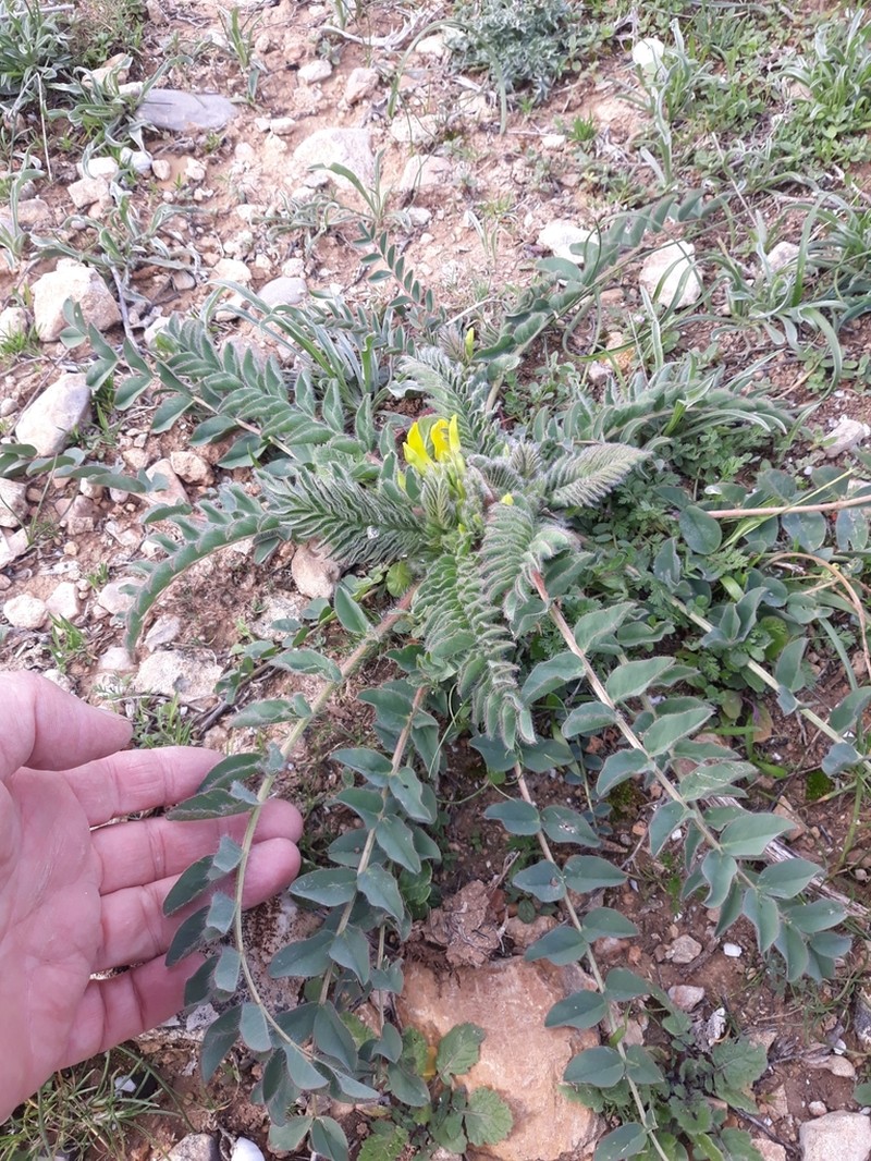Astragalus boreoafricanus photo 4