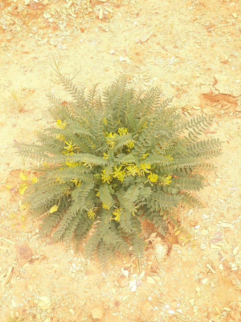 Astragalus boreoafricanus photo 5