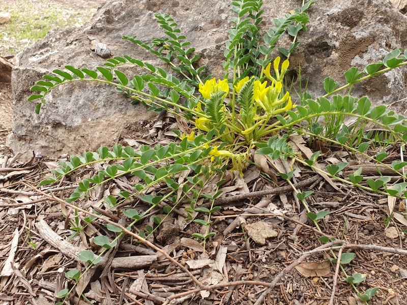 Astragalus boreoafricanus photo 7