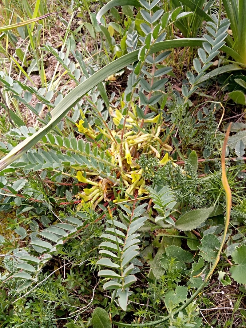Astragalus boreoafricanus photo 8