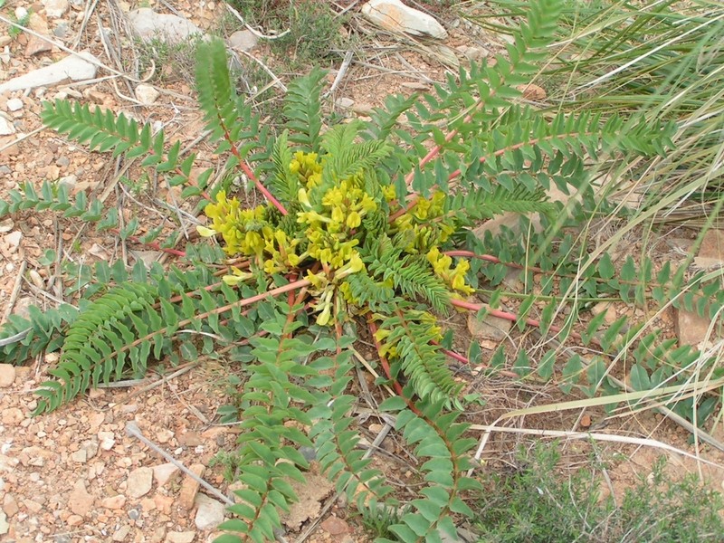 Astragalus boreoafricanus