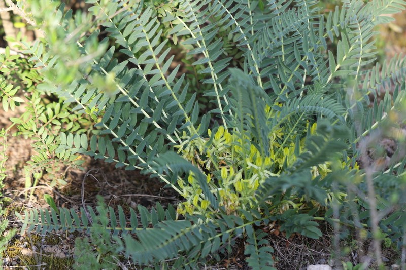 Astragalus boreoafricanus photo 2