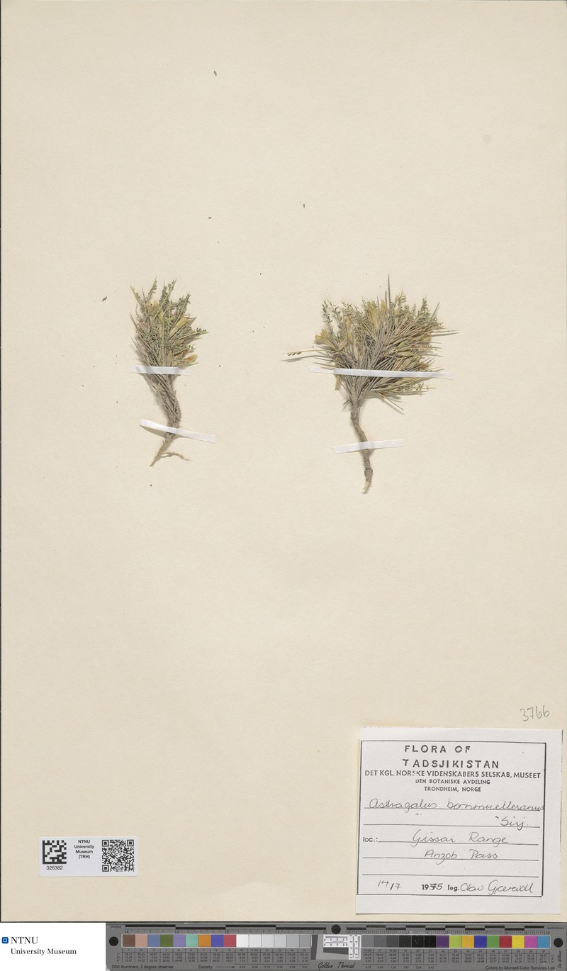 Astragalus bornmuellerianus