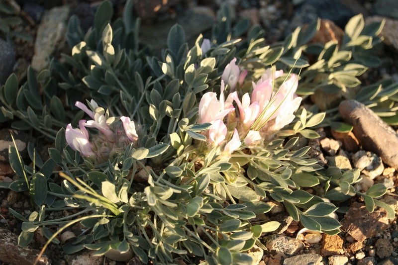 Astragalus borodinii photo 2