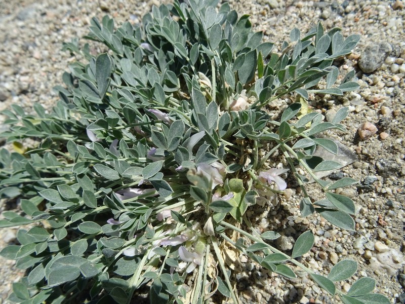 Astragalus borodinii photo 3