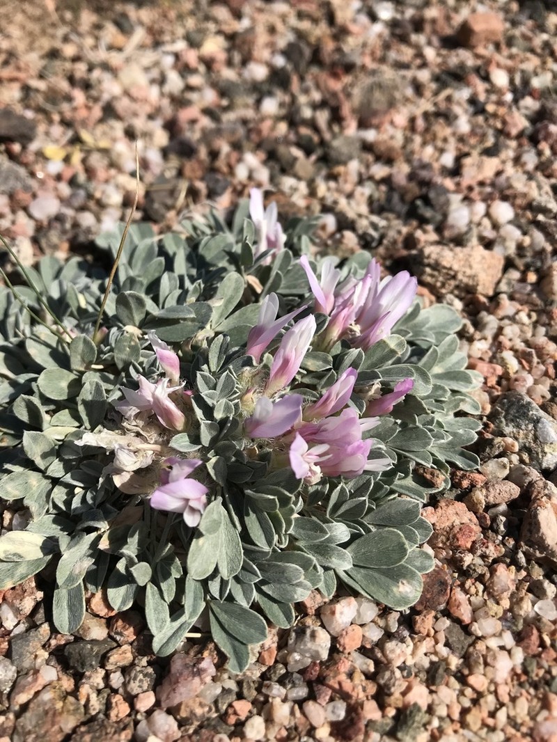 Astragalus borodinii photo 4