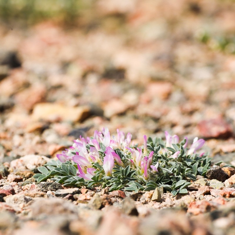 Astragalus borodinii photo 5