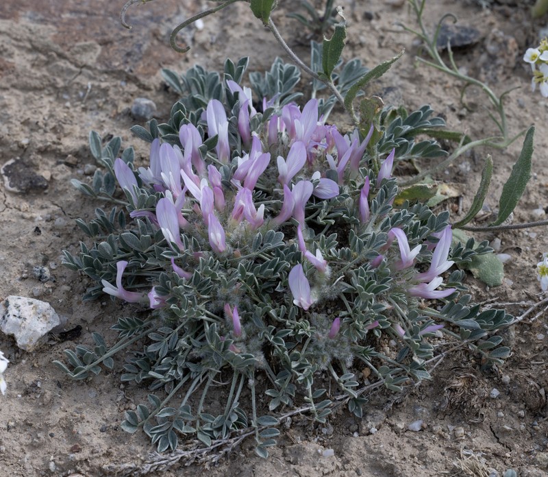Astragalus borodinii photo 6
