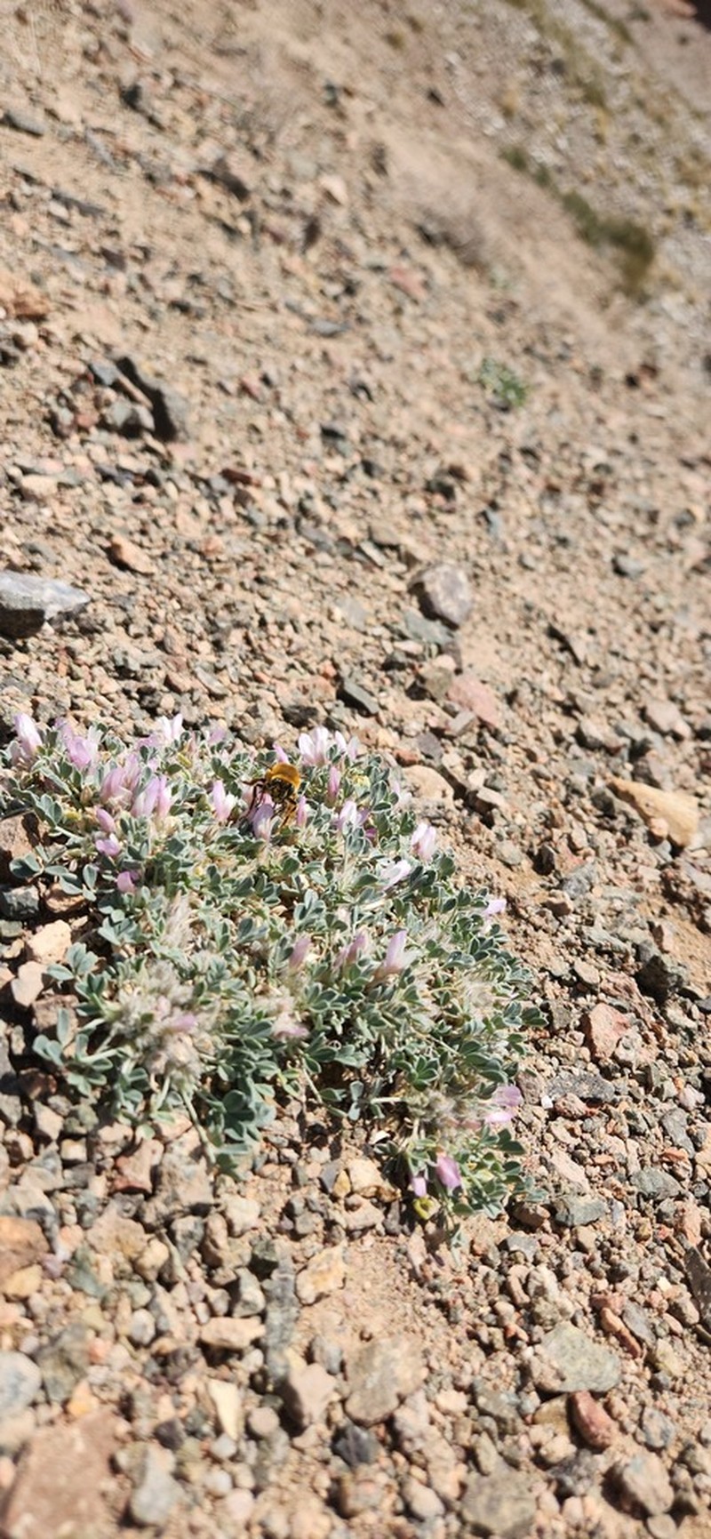 Astragalus borodinii photo 7
