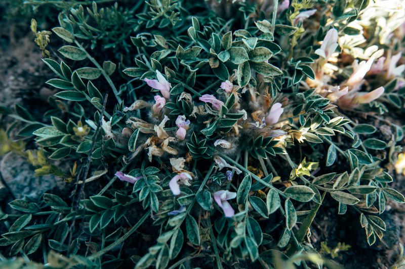 Astragalus borodinii photo 8