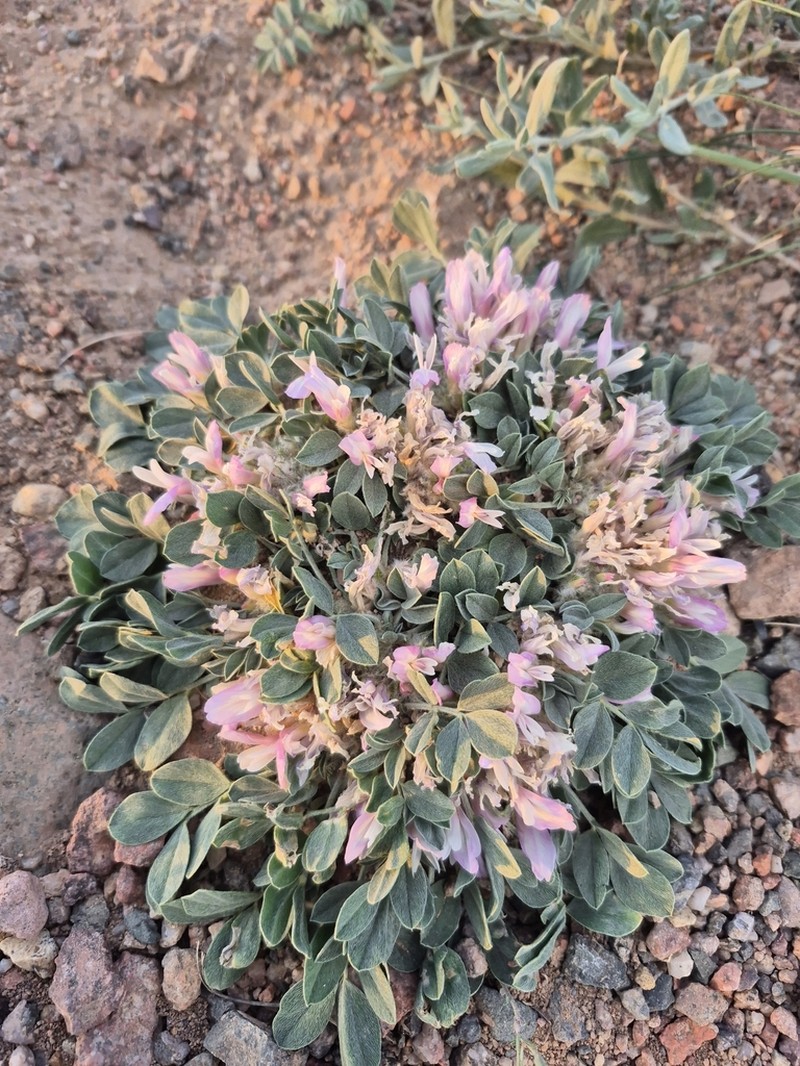 Astragalus borodinii