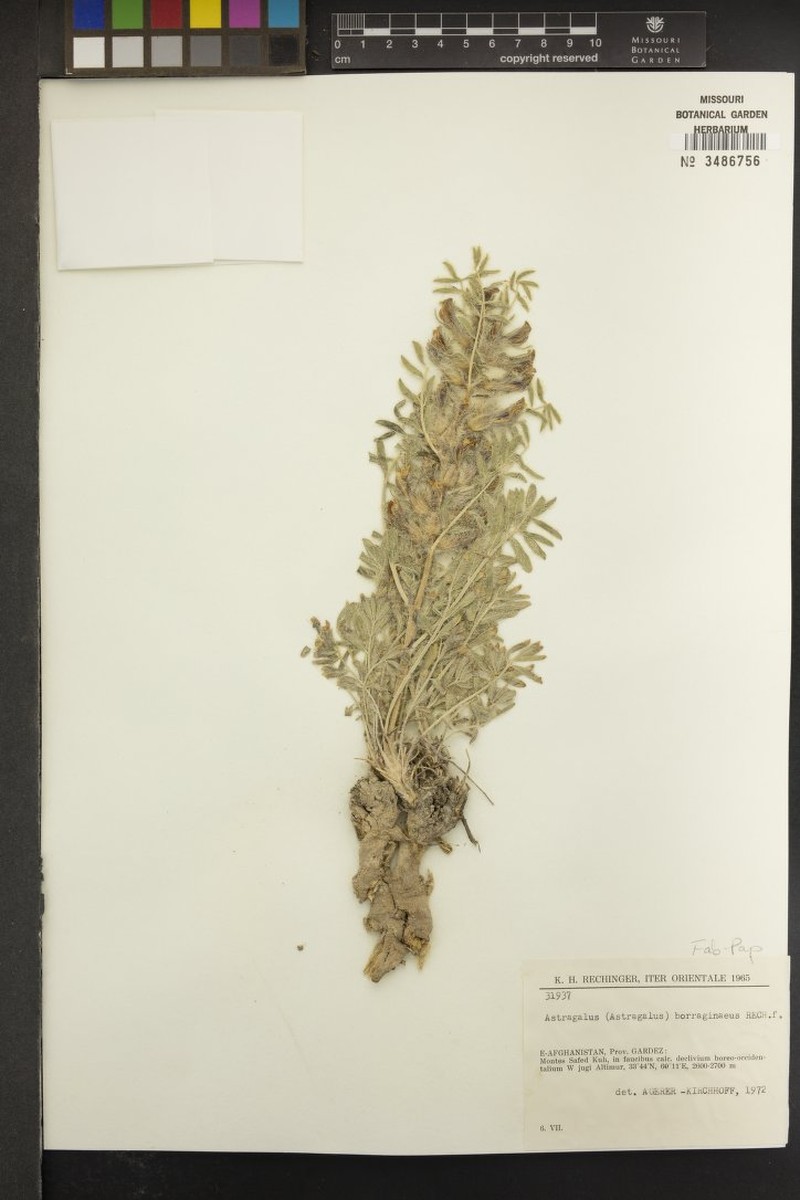 Astragalus borraginaceus