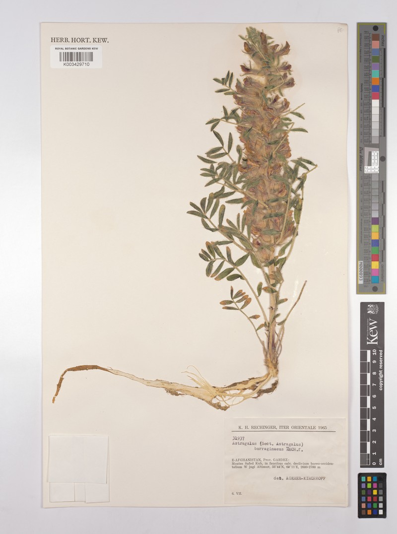 Astragalus borraginaceus photo 2