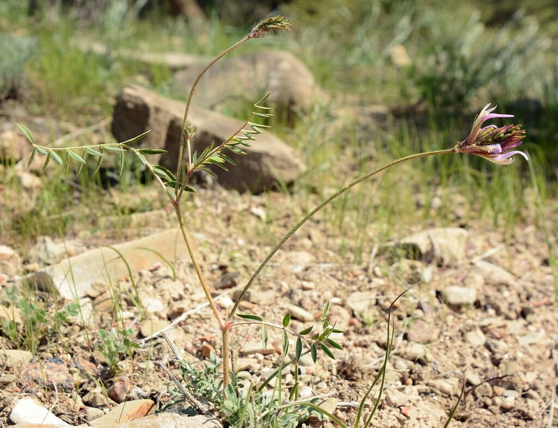 Astragalus bosbutooensis
