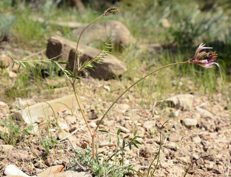 Astragalus bosbutooensis photo 2