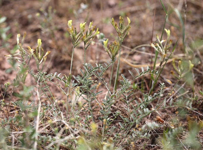 Astragalus bossuensis