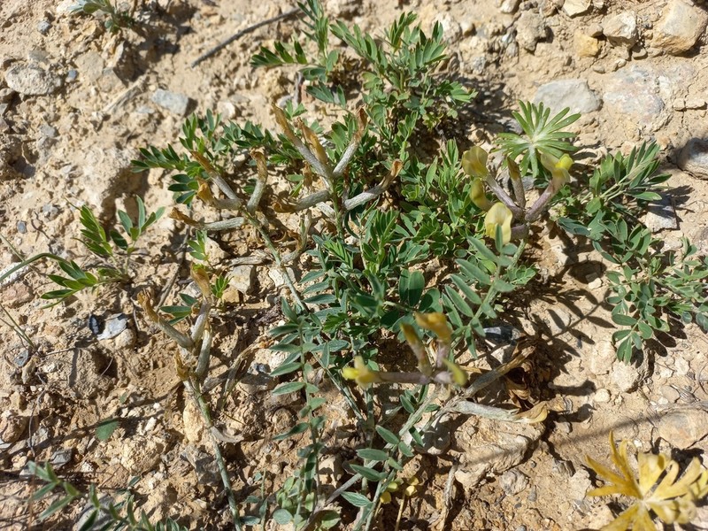 Astragalus bossuensis photo 2