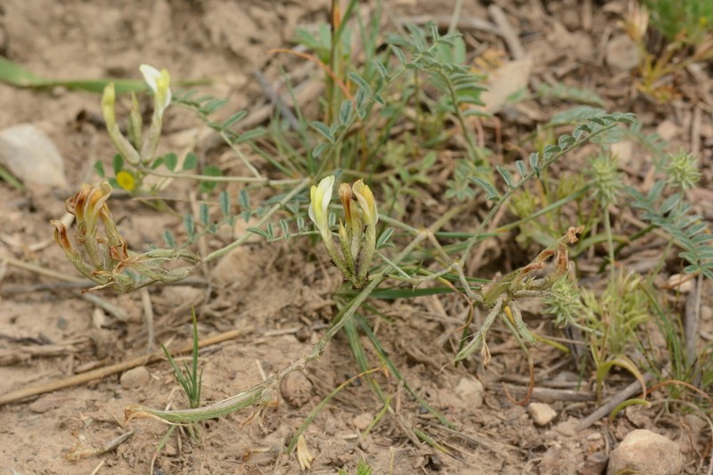 Astragalus bossuensis photo 3