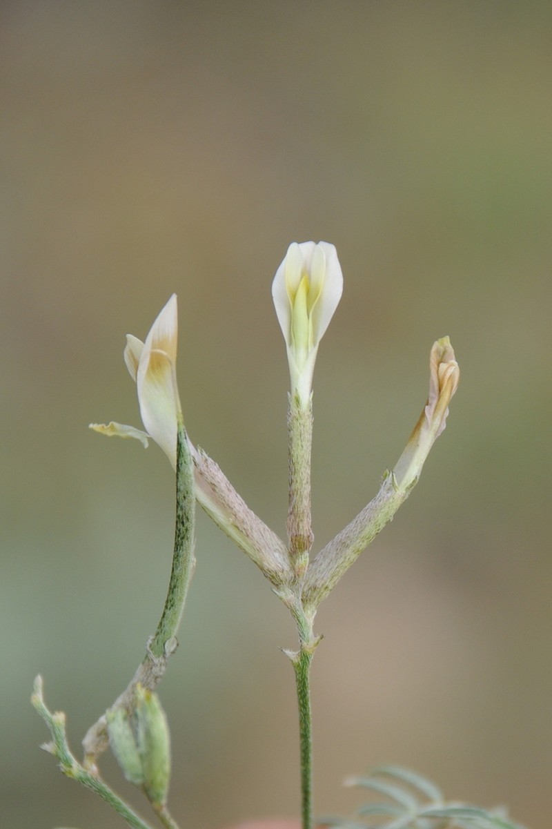 Astragalus bossuensis photo 4