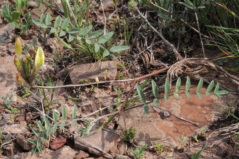 Astragalus bossuensis photo 5