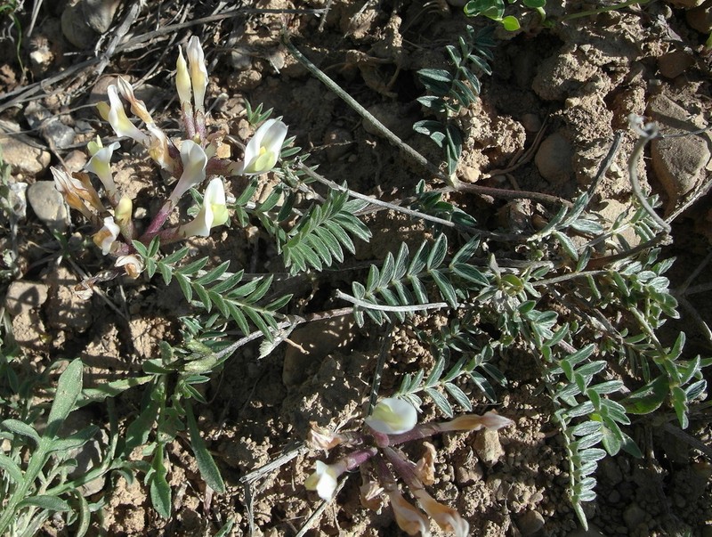Astragalus bossuensis photo 6