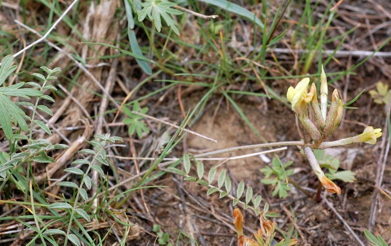 Astragalus bossuensis photo 7