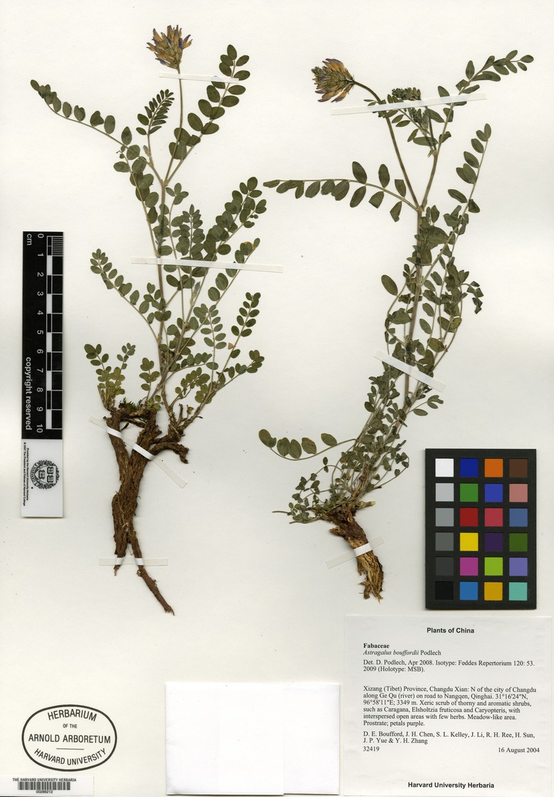 Astragalus bouffordii