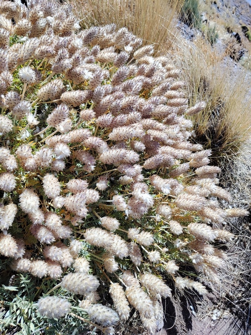 Astragalus bounophilus