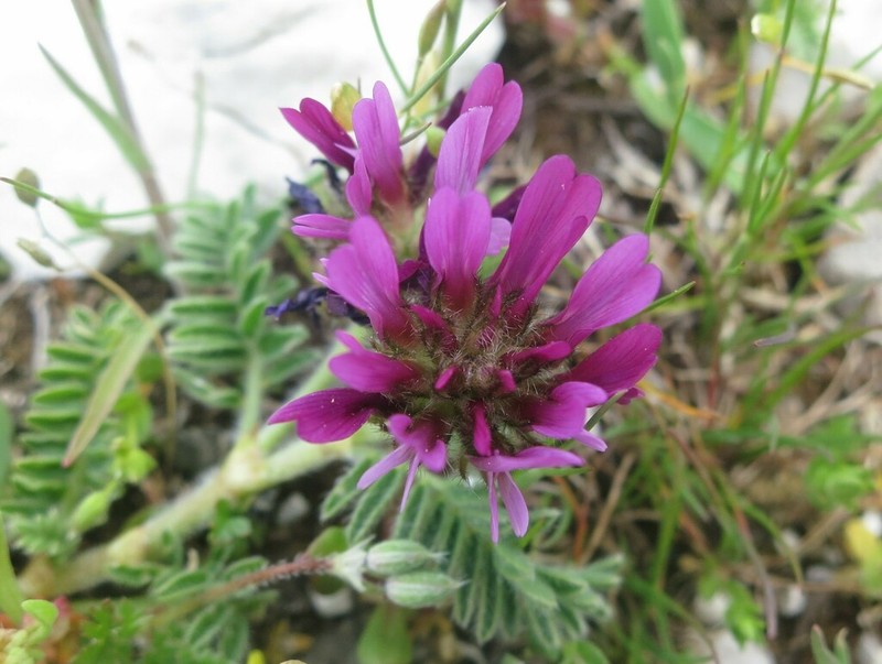 Astragalus bourgaeanus