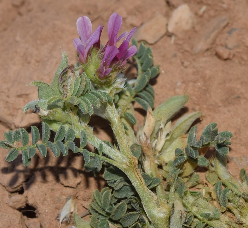 Astragalus bourgaeanus photo 2