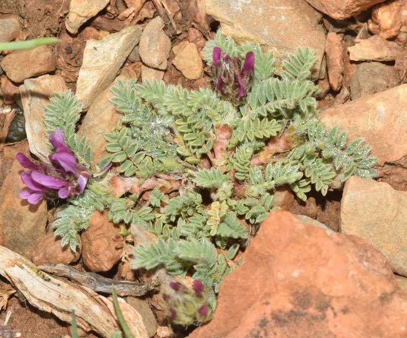 Astragalus bourgaeanus photo 3