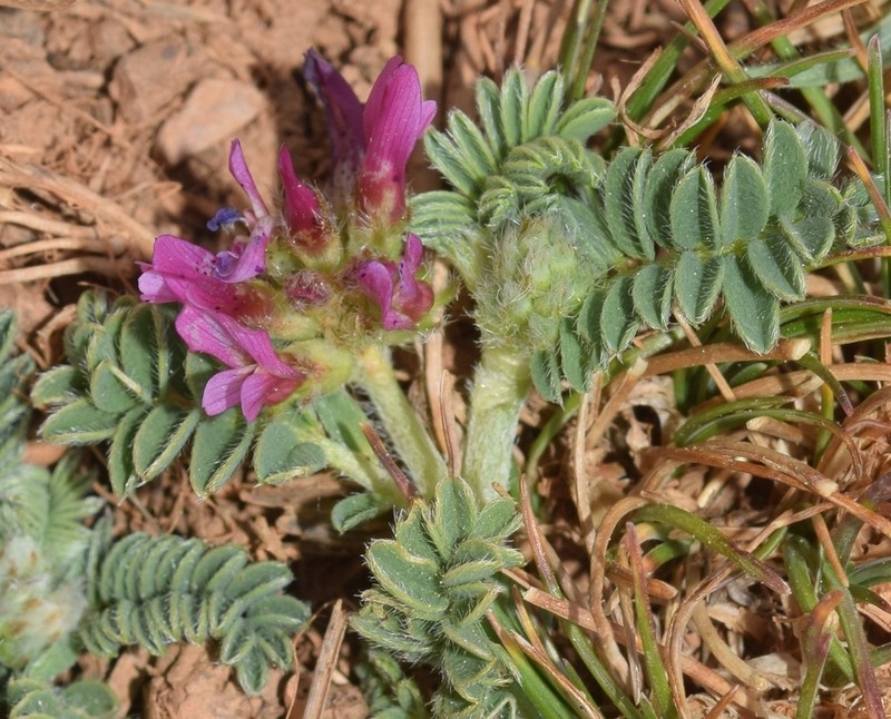 Astragalus bourgaeanus photo 4