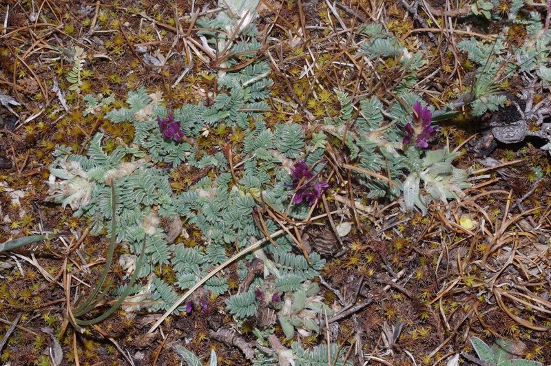 Astragalus bourgaeanus photo 5