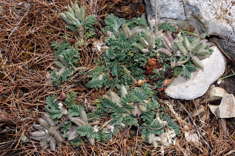 Astragalus bourgaeanus photo 6