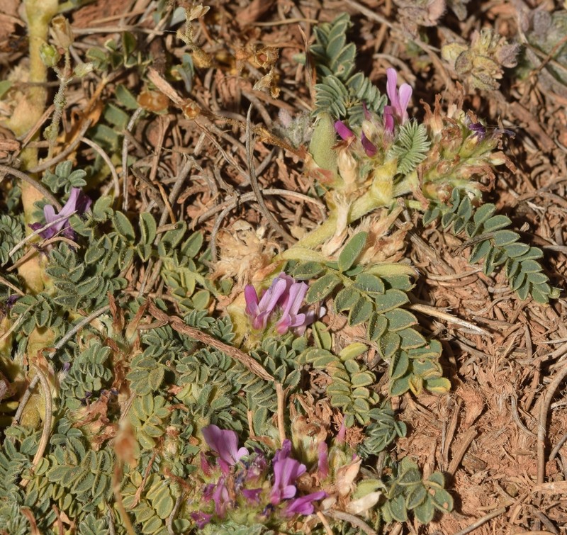 Astragalus bourgaeanus photo 7