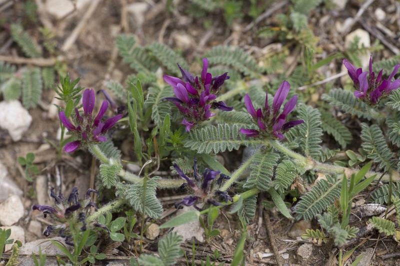 Astragalus bourgaeanus photo 8