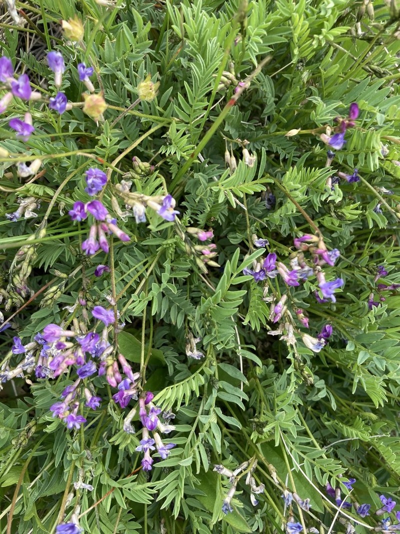 Bourgov's Milkvetch photo 2