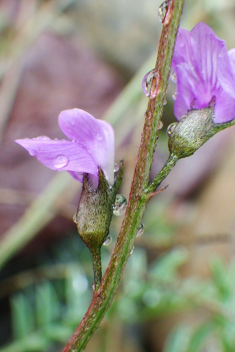 Bourgov's Milkvetch photo 3