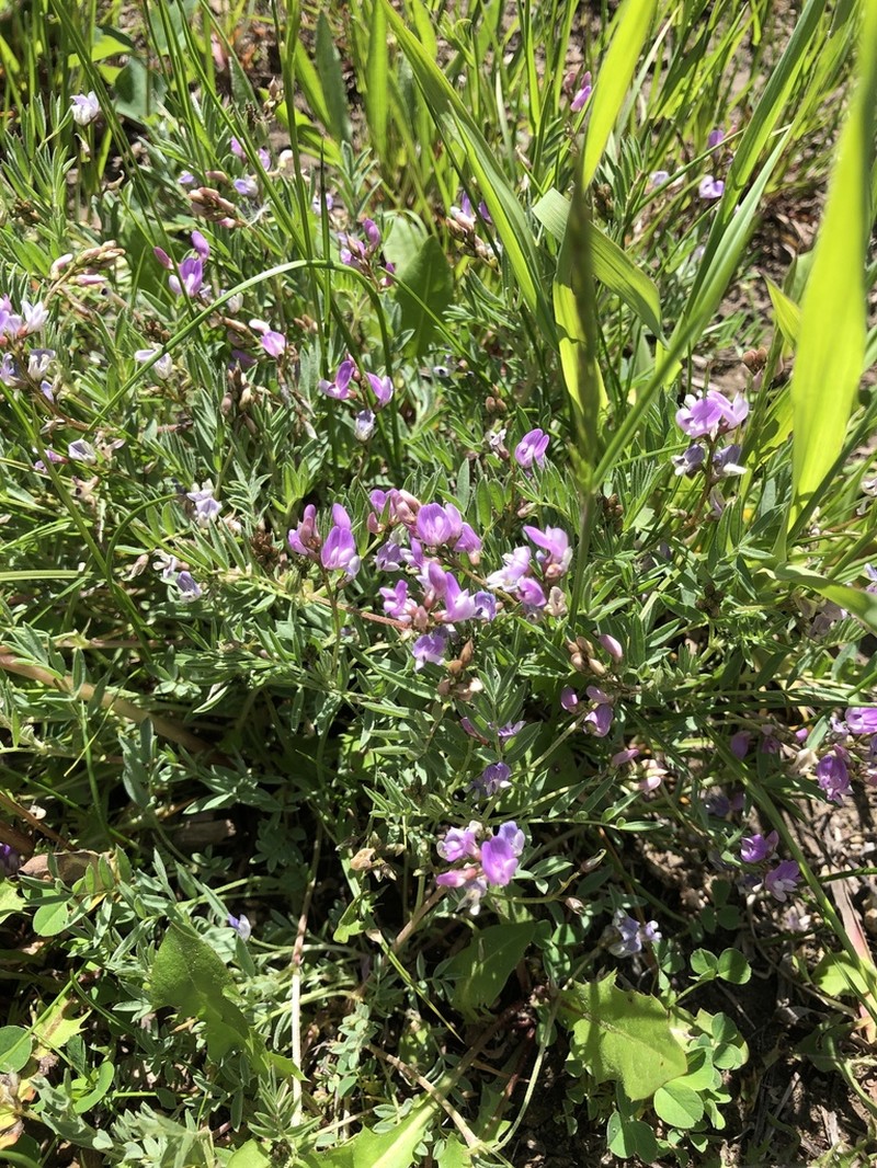 Bourgov's Milkvetch photo 4