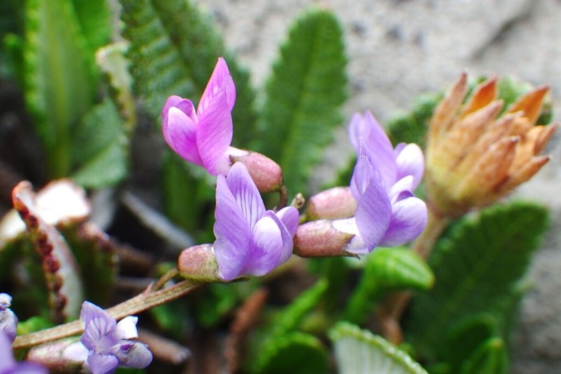 Bourgov's Milkvetch photo 5