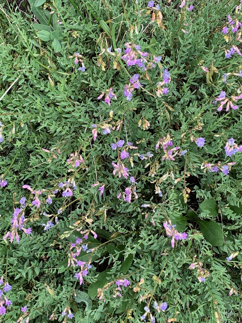 Bourgov's Milkvetch photo 6