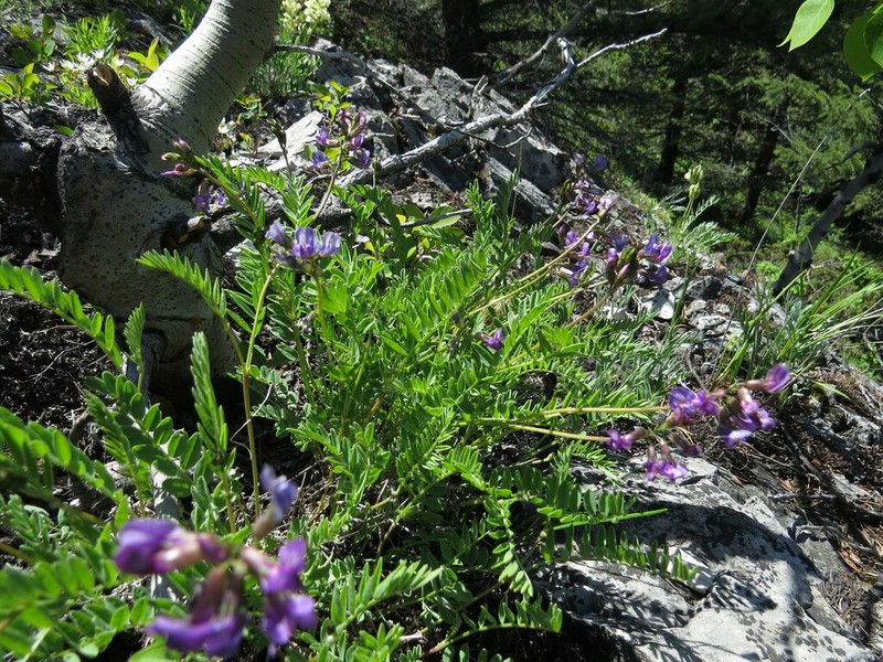 Bourgov's Milkvetch photo 7