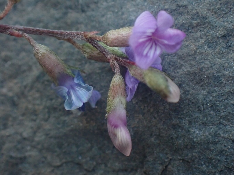 Bourgov's Milkvetch photo 8