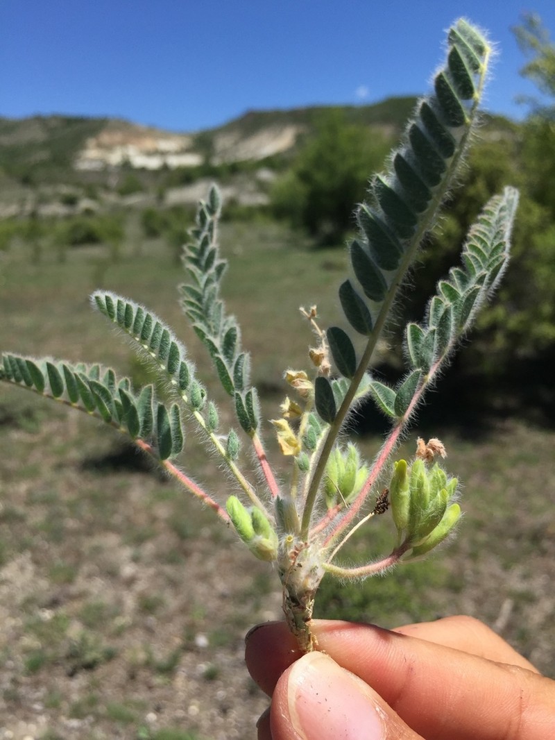 Astragalus bozakmanii photo 2