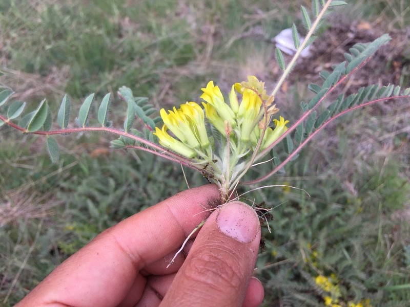 Astragalus bozakmanii photo 3