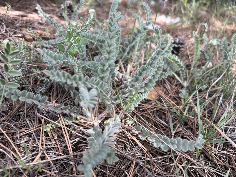 Astragalus bozakmanii