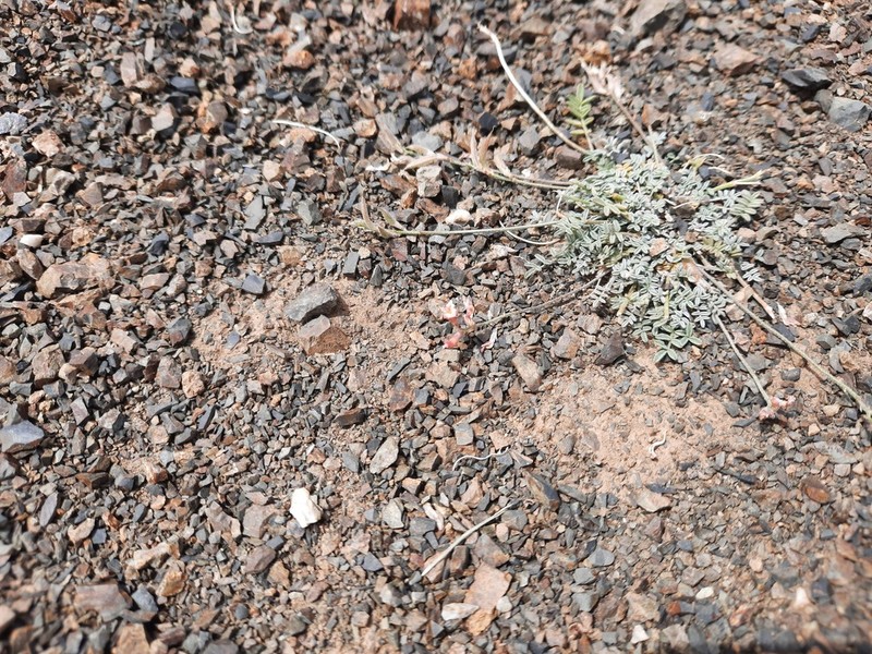 Astragalus brachybotrys