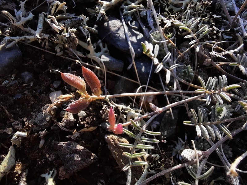 Astragalus brachybotrys photo 2