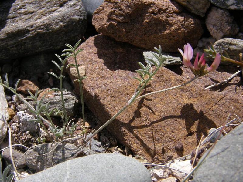 Astragalus brachybotrys photo 3